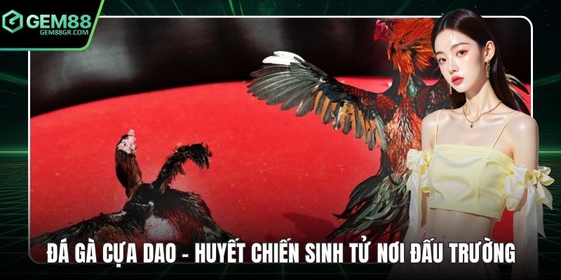 Đá gà cựa dao