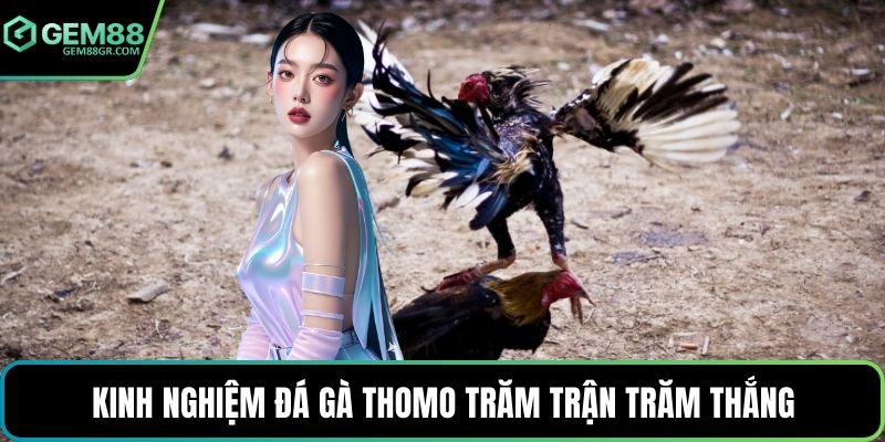 Kinh nghiệm đá gà Thomo trăm trận trăm thắng